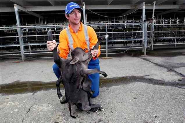 В Новой Зеландии корова родила теленка-мутанта