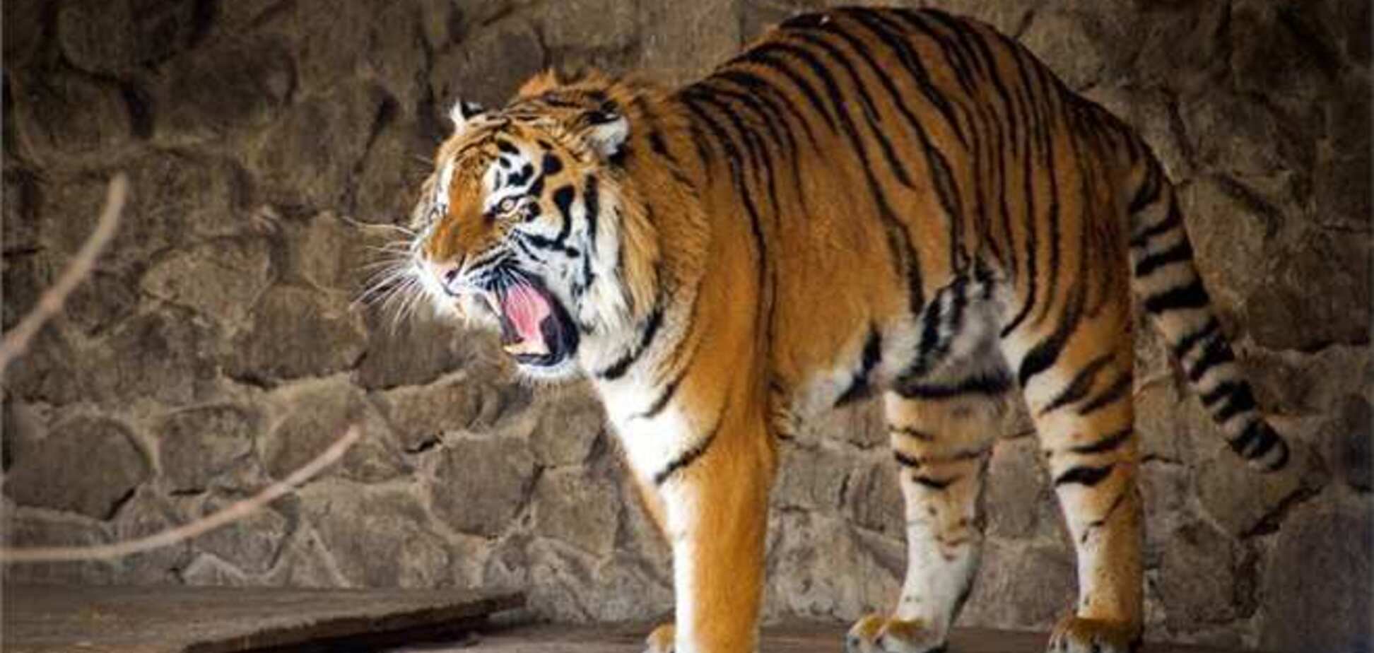  В киевском зоопарке отметят день рождения тигров
