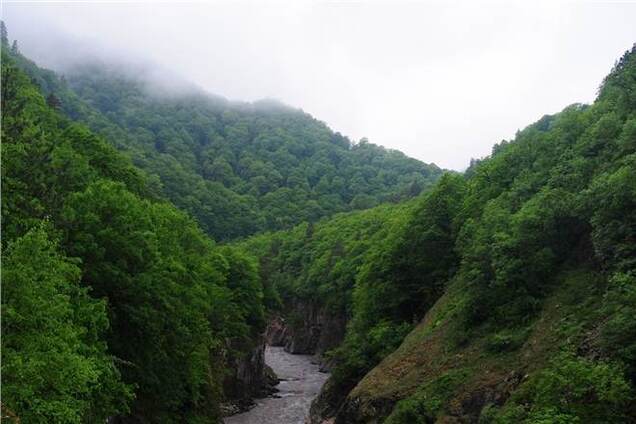 На Прикарпатье пьяный лесник врезался в дерево и 'вышел' в ущелье