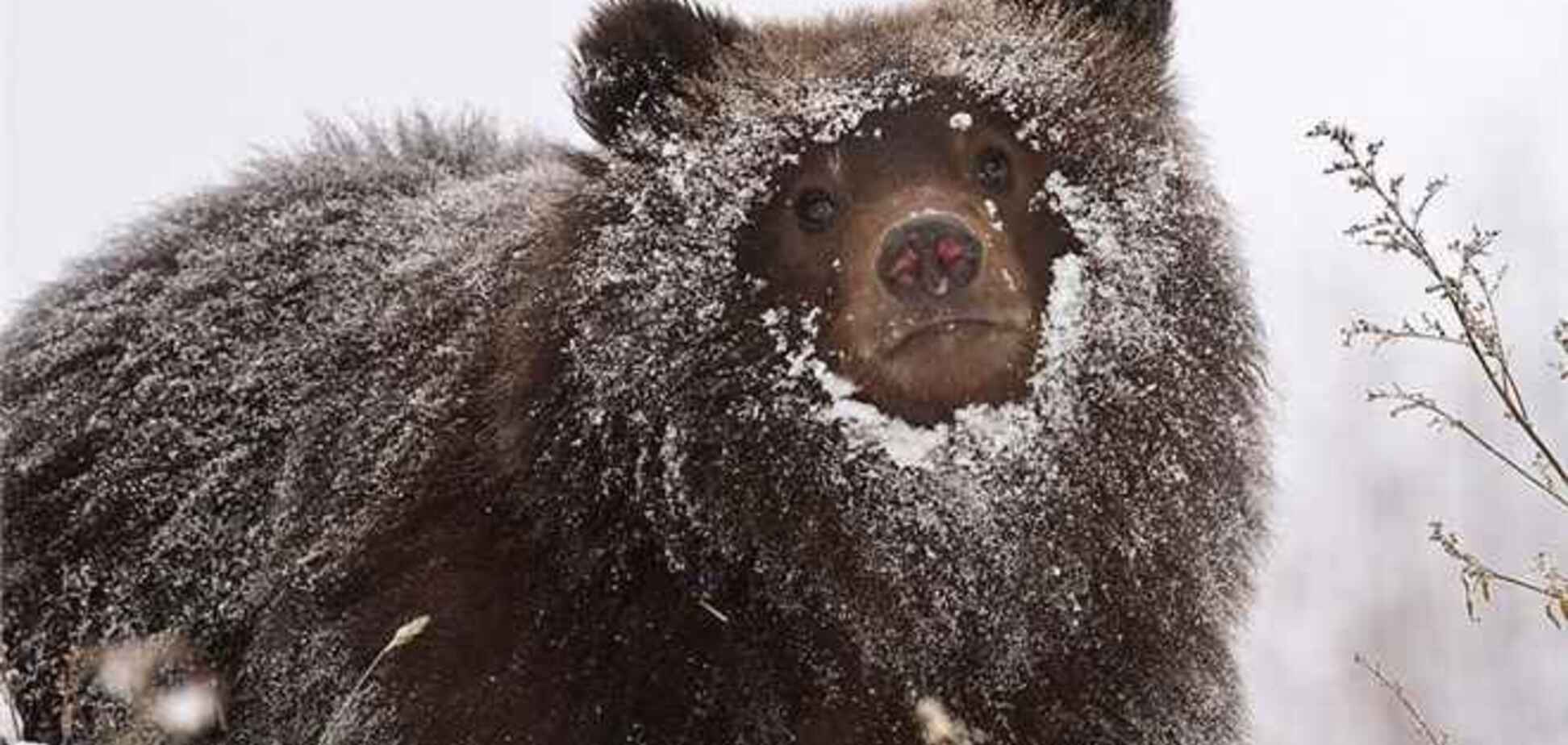 На мисливця, хвалився в інтернеті убитими ведмедями, завели справу в Росії