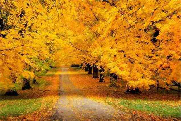 Осень придет в Украину в октябре  - народные синоптики