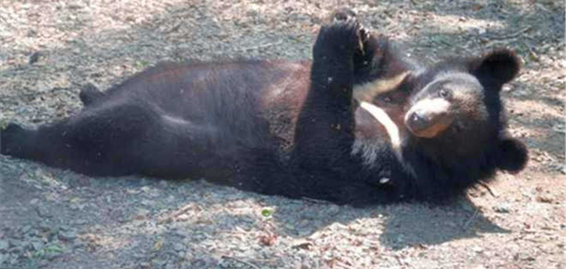 Российские туристы избили медведя в польском зоопарке