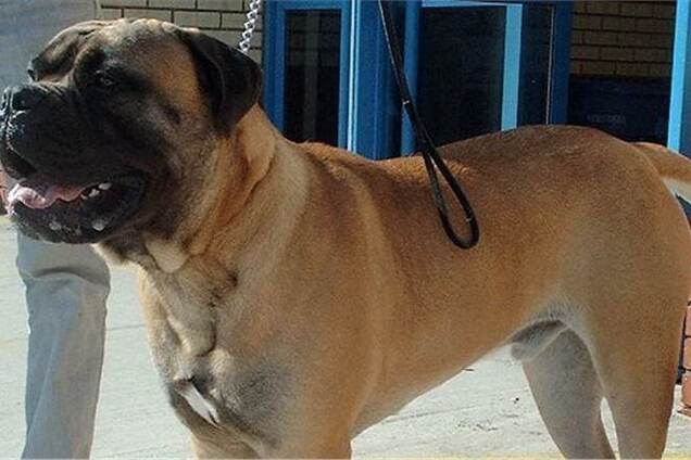 У Кривому Розі собака вкусила за око 8-річну дівчинку