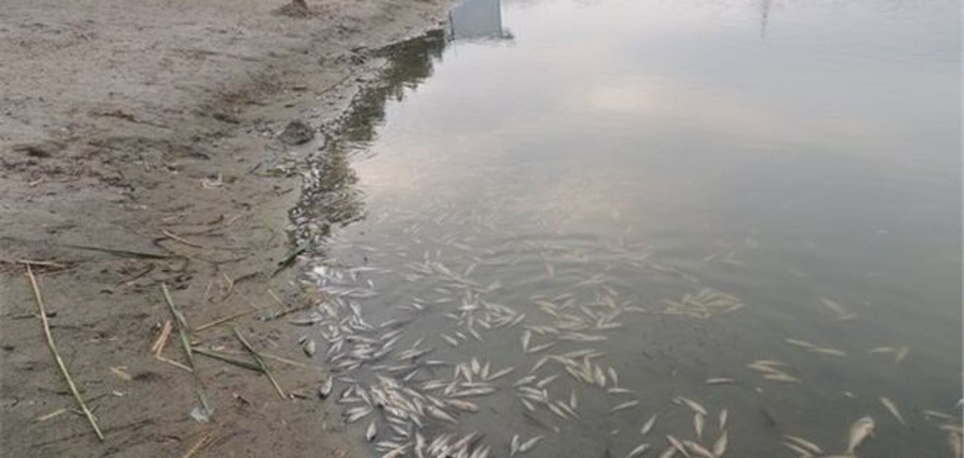 В харьковской реке произошел массовый мор рыбы