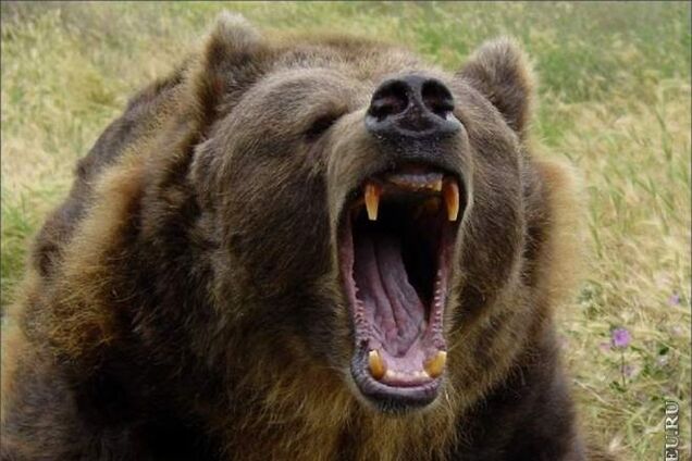 В Карпатах медведица загнала мужчину на дерево