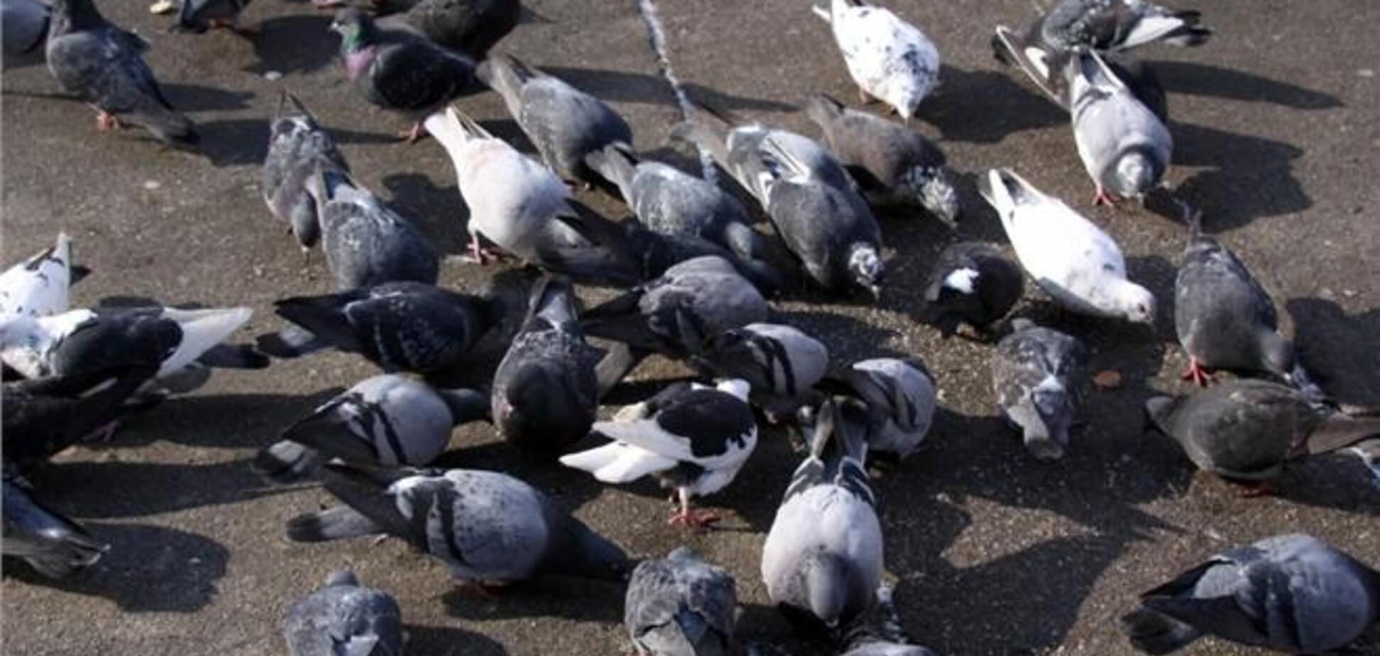 В Днепропетровске массово умирают голуби