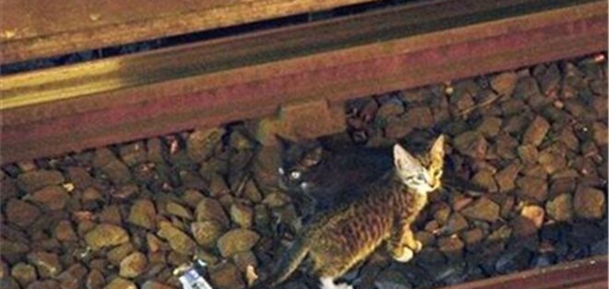 Нью-йоркское метро останавливали из-за котят