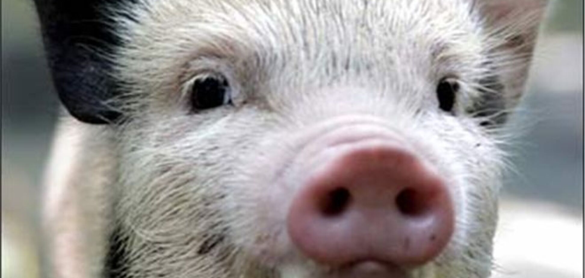 Россия запретила ввоз белорусской свинины