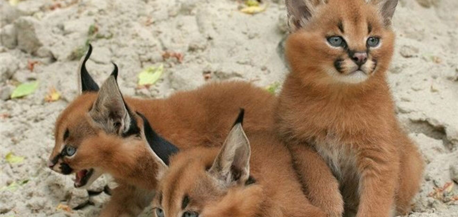 Новонароджених кошенят-каракалами показали в зоопарку Берліна