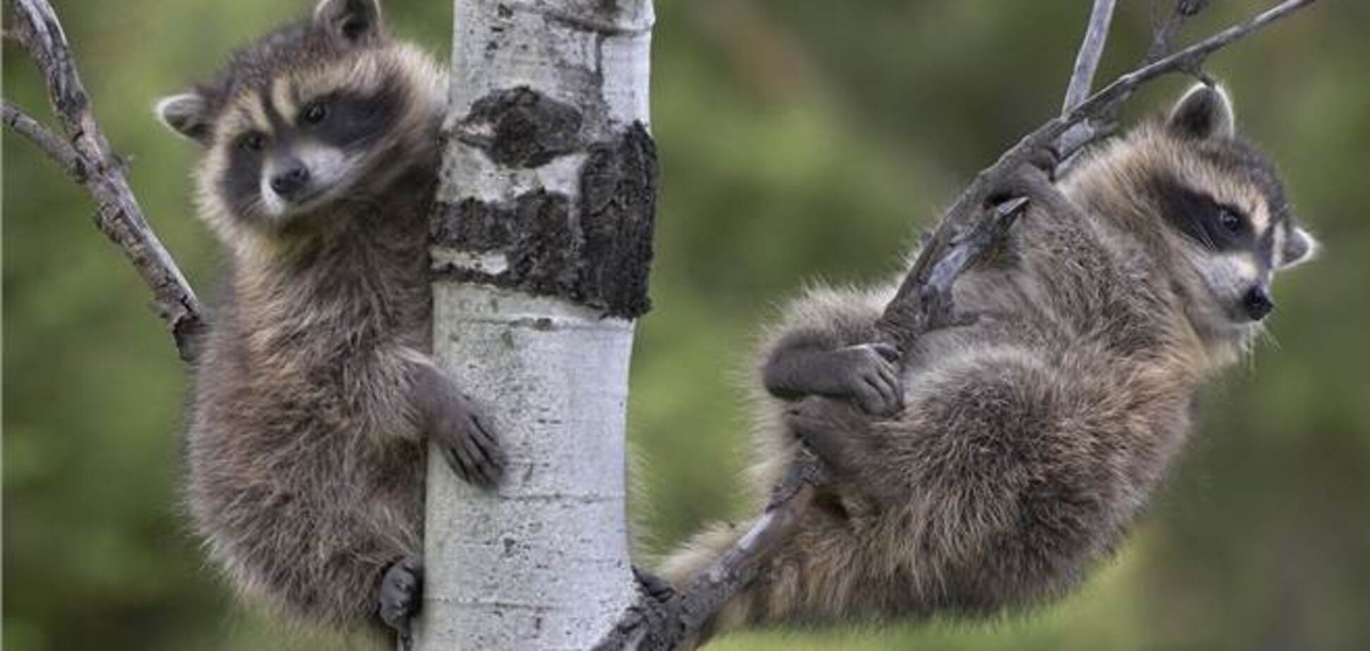 У Харкові підлітка з берези довелося знімати рятувальникам