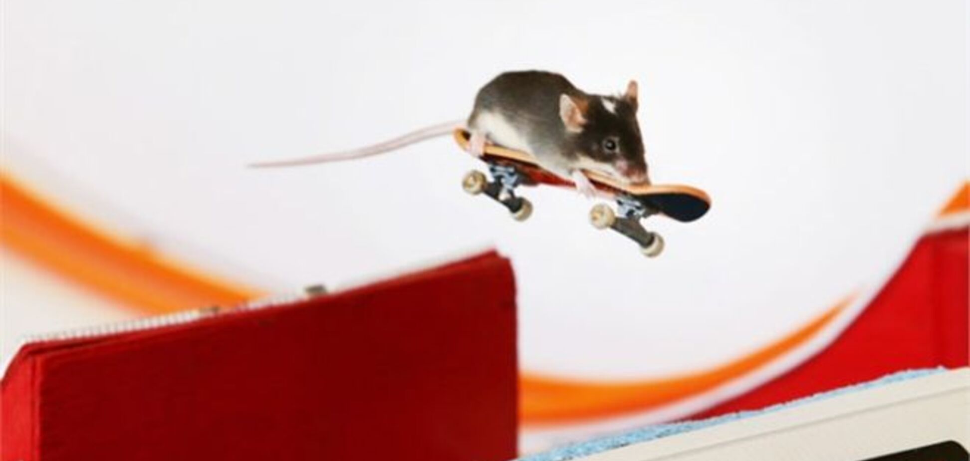 В Австралии мышей научили кататься на скейтбордах