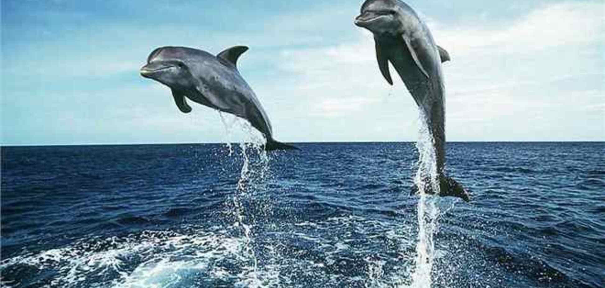 Дельфіни пам'ятають один одного десятиліттями - вчені