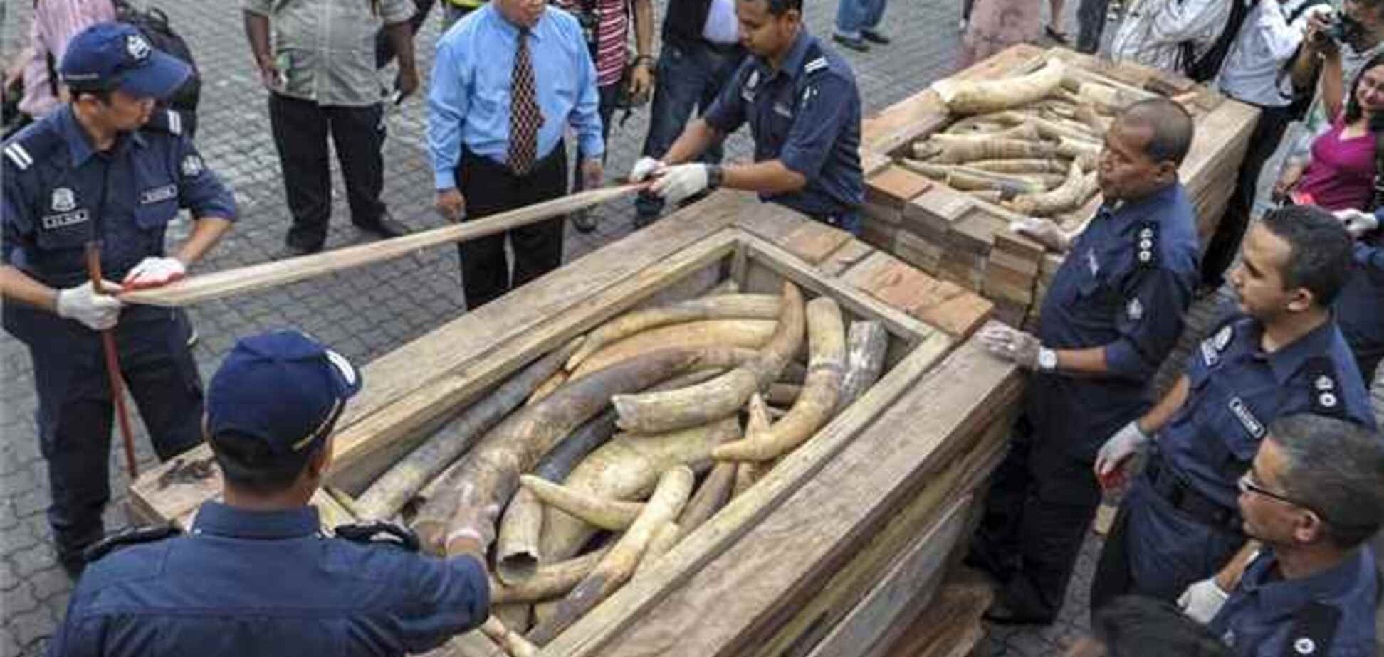 В Гонконге конфисковали более тысячи слоновьих бивней на $5 млн