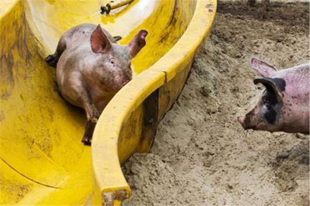 У Голландії відкрили 'грязепарк' для свиней