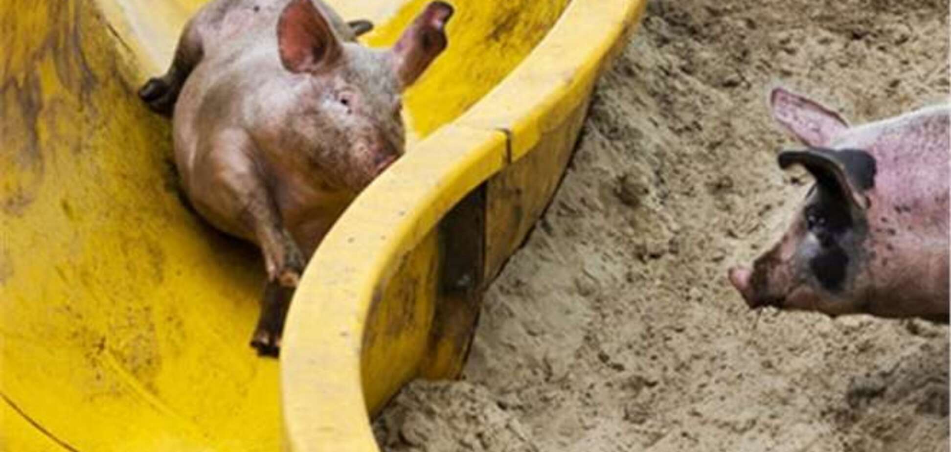 В Голландии открыли 'грязепарк' для свиней