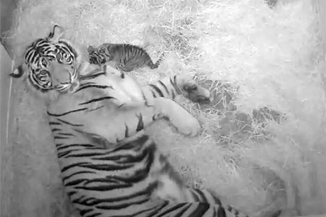 В Вашингтоне родилась пара редких суматранских тигрят