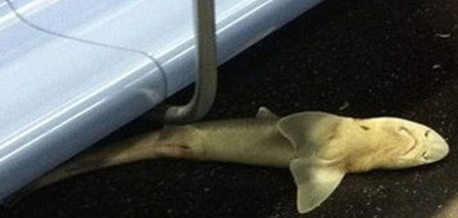 В нью-йоркском метро нашли мертвую акулу