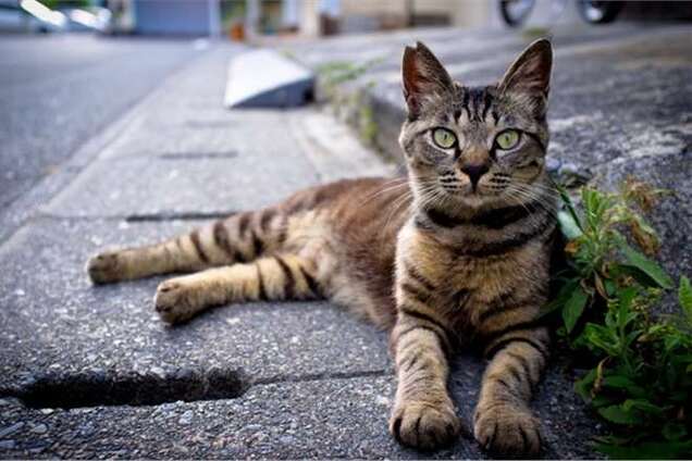 У Росії поліцейського звільнили за постріл у кота