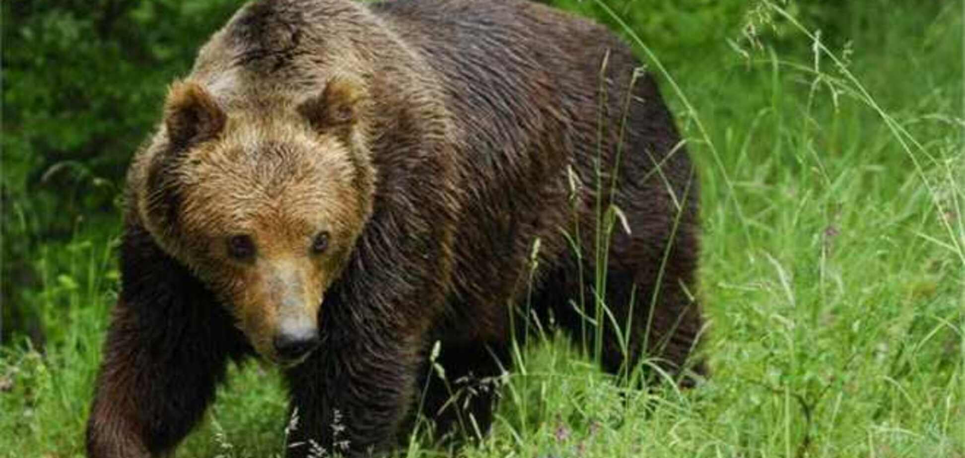 У Росії порушили справу за фактом нападу ведмедя на батька з дитиною