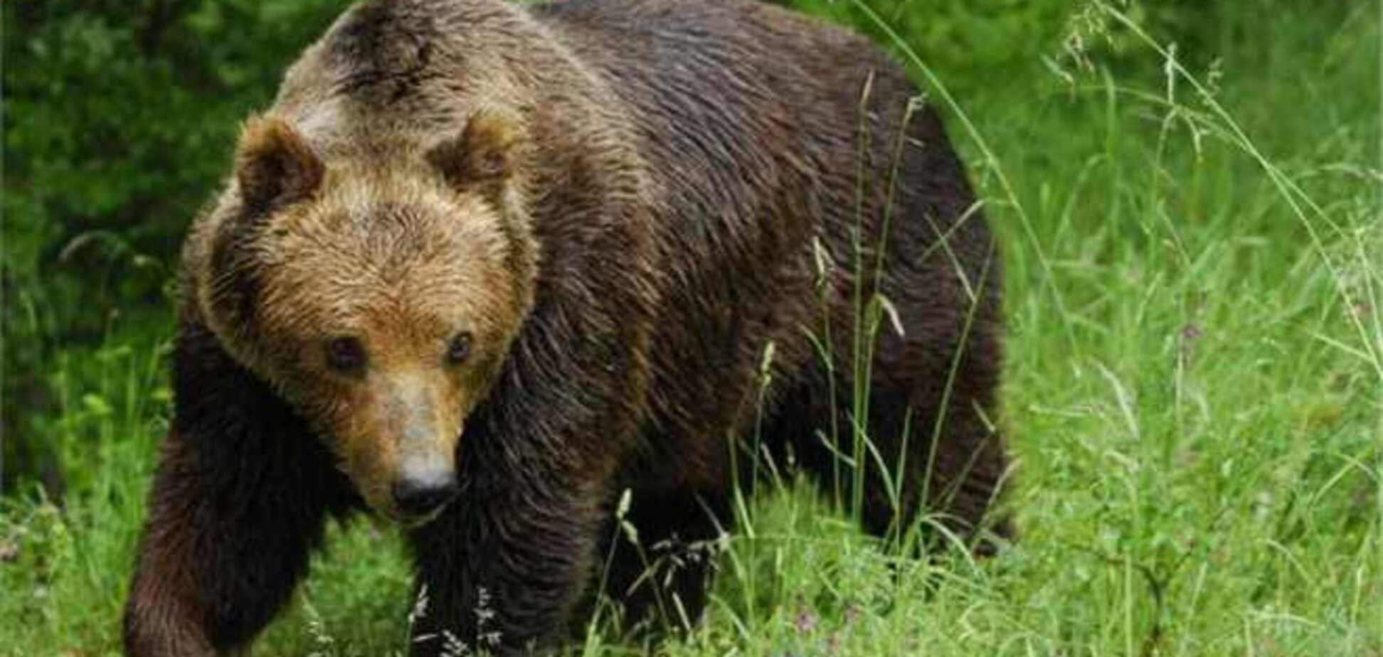 У Росії порушили справу за фактом нападу ведмедя на батька з дитиною