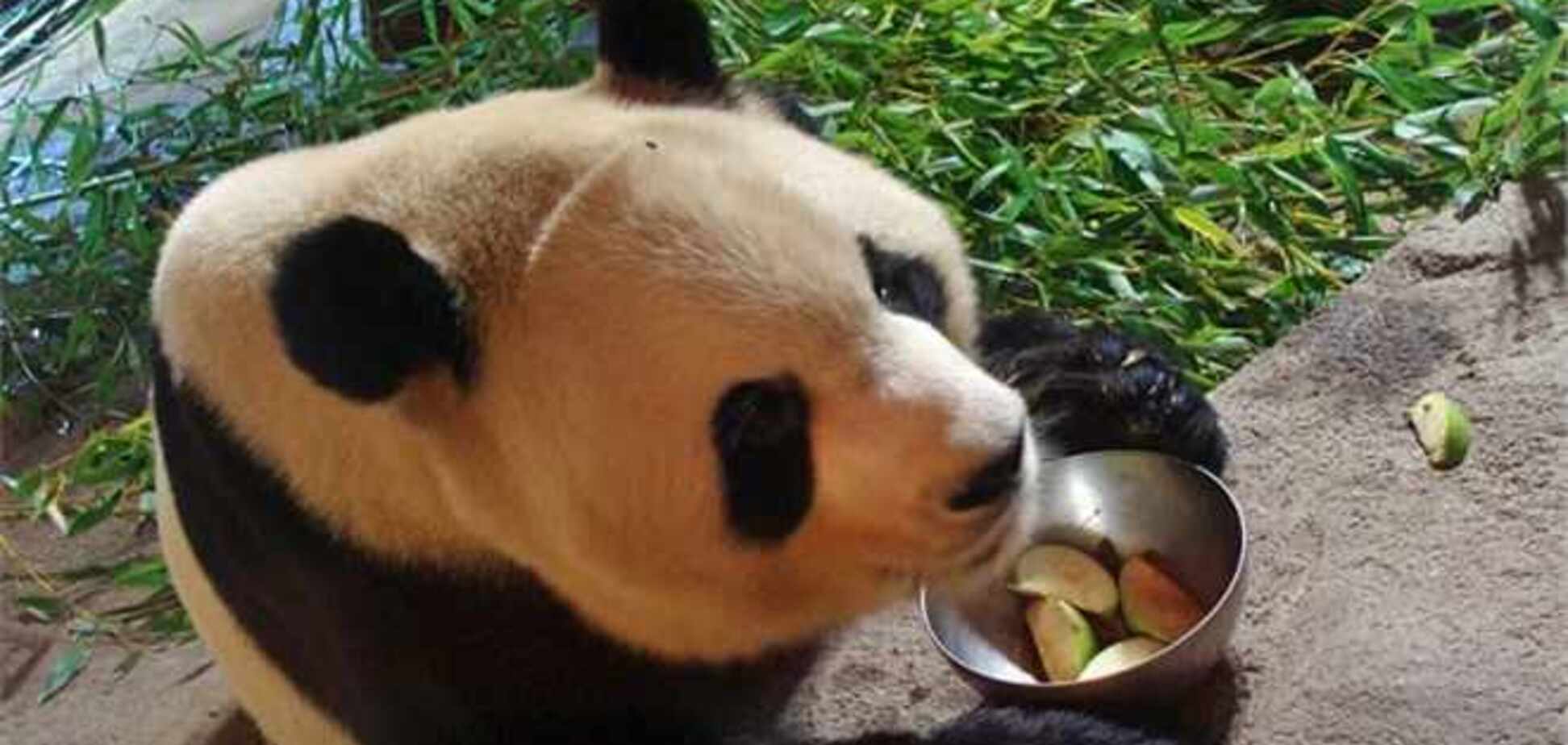 Где живут панды: в гости к бамбуковому медведю