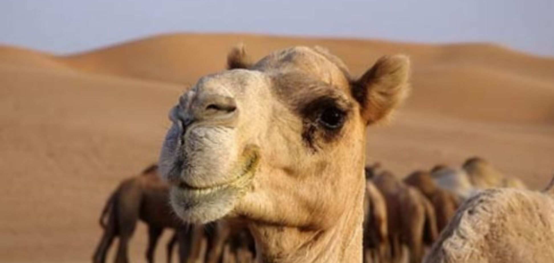 Ученые заподозрили верблюдов в распространении коронавируса