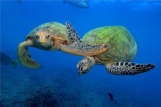 Австралийские черепахи начали есть вдвое больше пластика