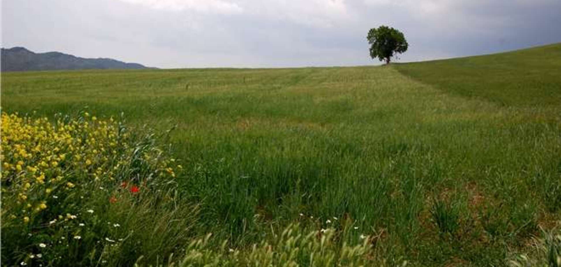 На Одещині двоє братів забили палицею місцевого жителя