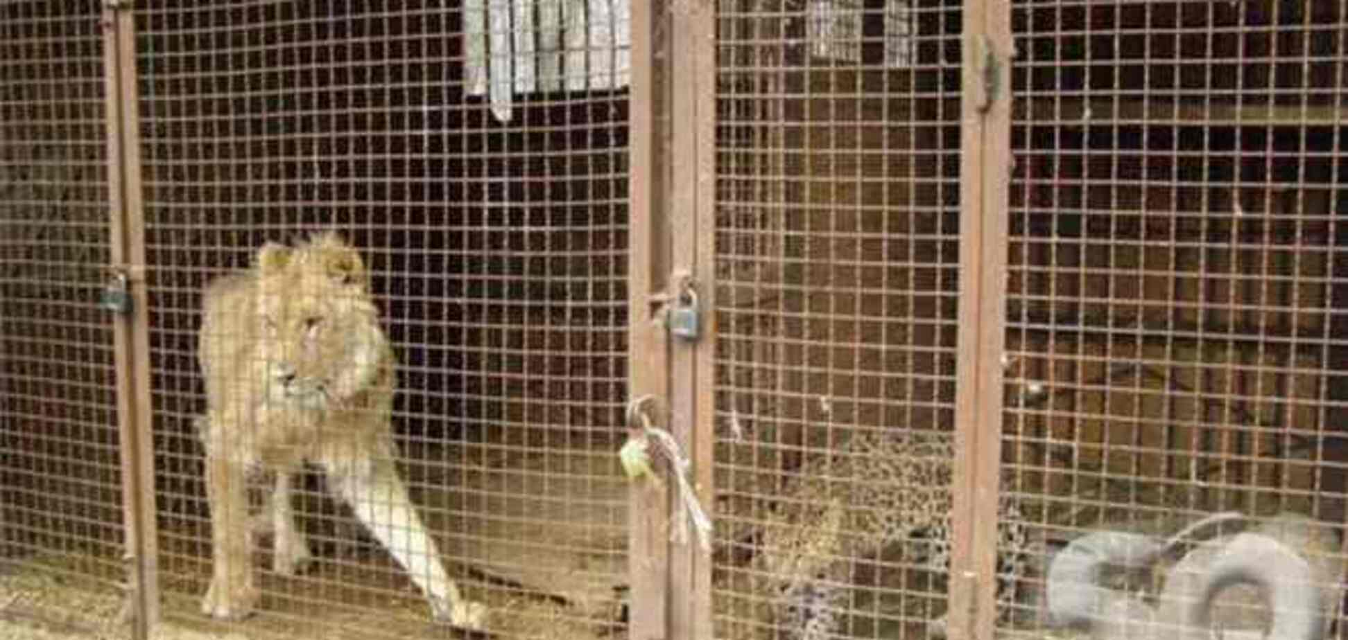 На Азовському узбережжі знущаються над левеням з Харкова