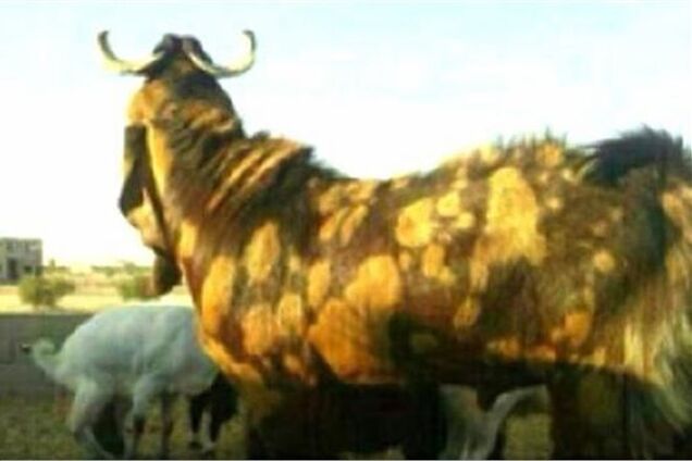 Бизнесмен умудрился продать козла за $3,5 миллиона