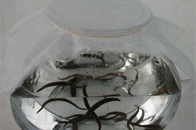 Українець намагався провезти в Польщу майже три сотні п'явок