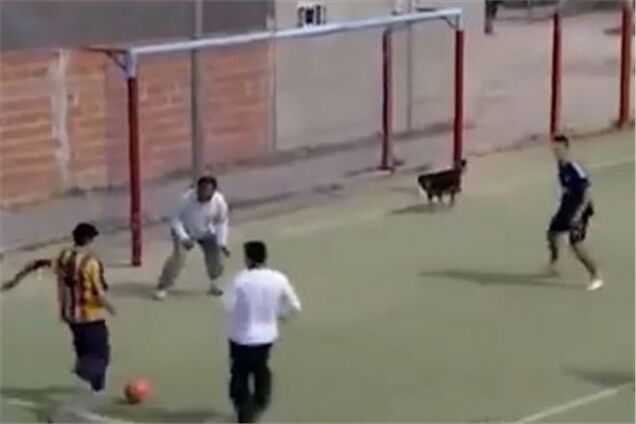 Собака забила гол на футбольном матче