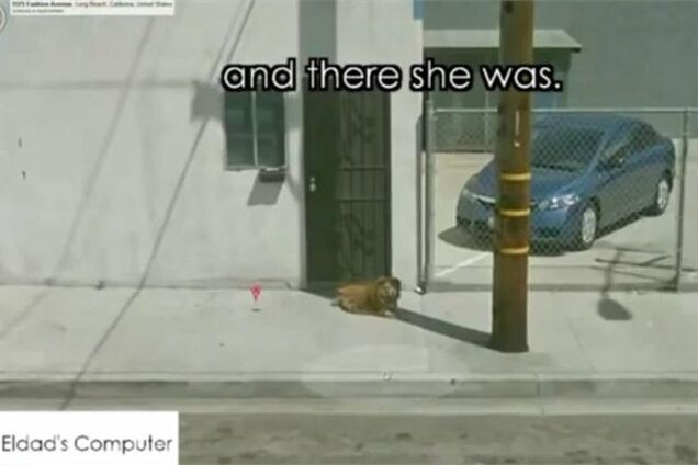 Приложение Google Maps помогло спасти умирающую собаку