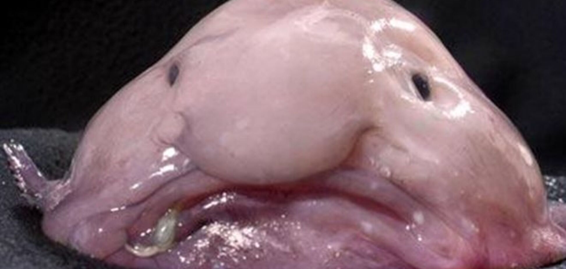 Названо самое уродливое животное на планете