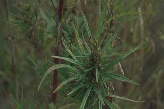 На Луганщині знайшли плантацію більше мільйона кущів конопель