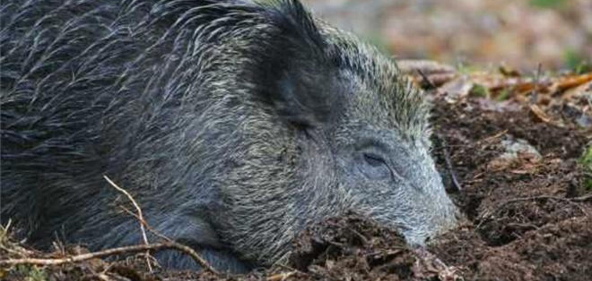 Дикая свинья выпила 18 банок пива и подралась с коровой