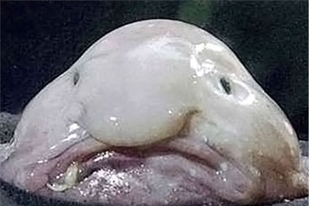 Любители животных выбрали самое уродливое существо на Земле