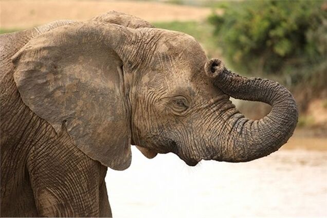 Слоны спасли туристов в джунглях Таиланда