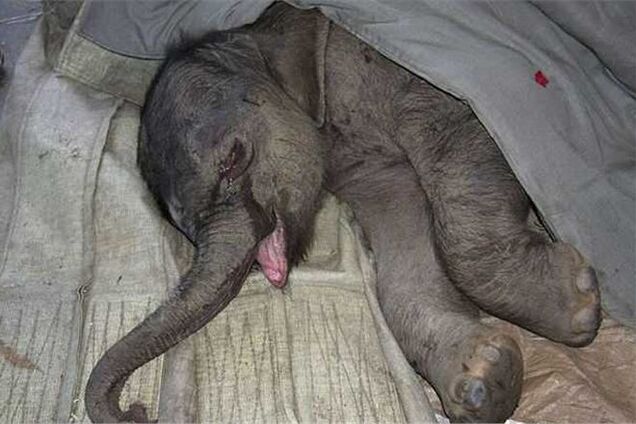 Слоненок проплакал 5 часов из-за разлуки с мамой, пытавшейся его убить