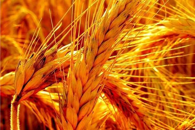 Арбузов: производство сельхозпродукции увеличилось на 6%