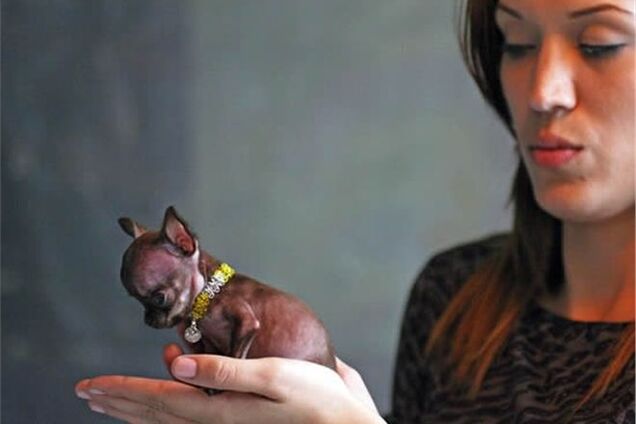 Самая маленькая собака в мире попала в Книгу рекордов Гиннесса