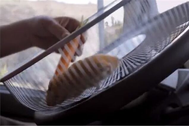 Хомяк 'сел' за руль 15-тонного грузовика