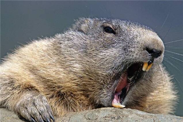 В России бобры обесточили целый район