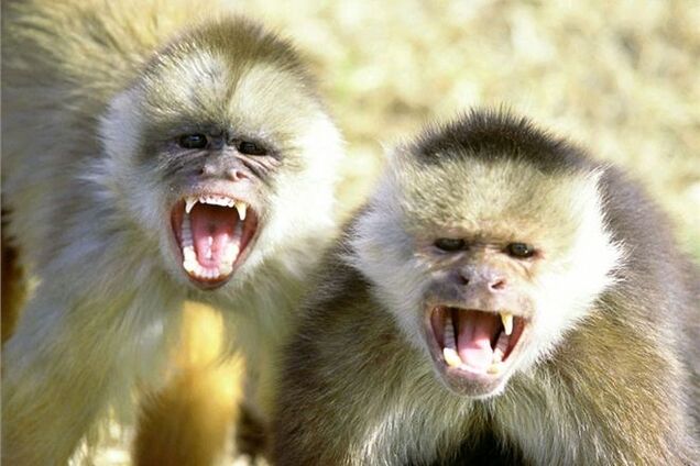 Сбежавшие из клеток обезьяны захватили самолет в 'Борисполе'