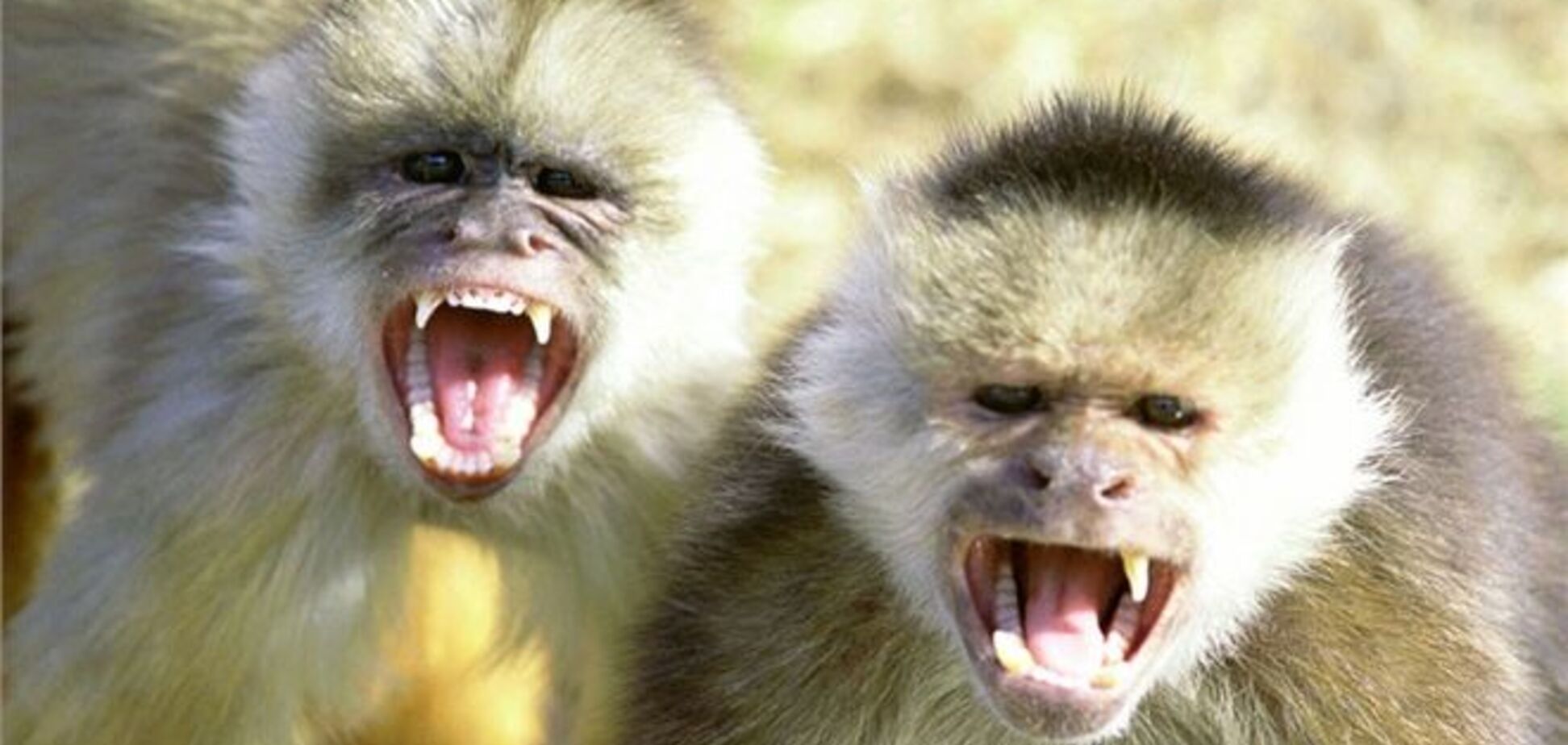 Сбежавшие из клеток обезьяны захватили самолет в 'Борисполе'