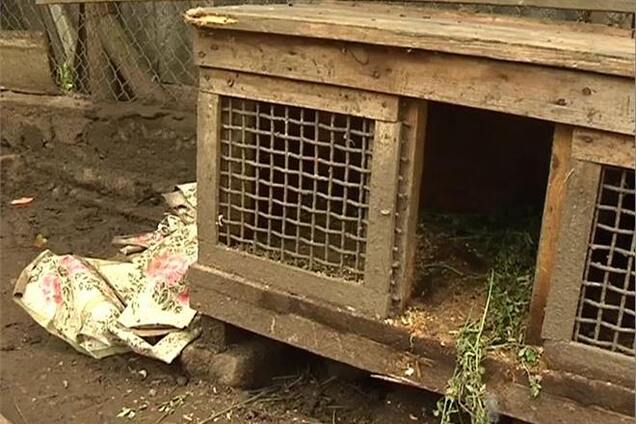 В Бердичеве чупакабра перепрыгнула через 2-метровый забор и убила кроликов