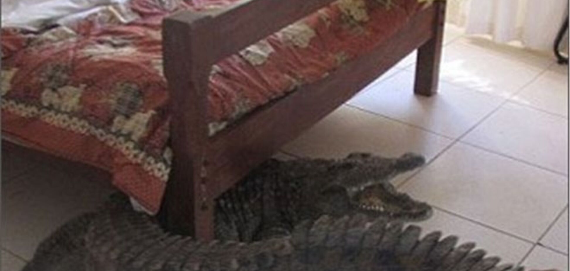 Мужчина нашел под кроватью крокодила, пролежавшего там всю ночь
