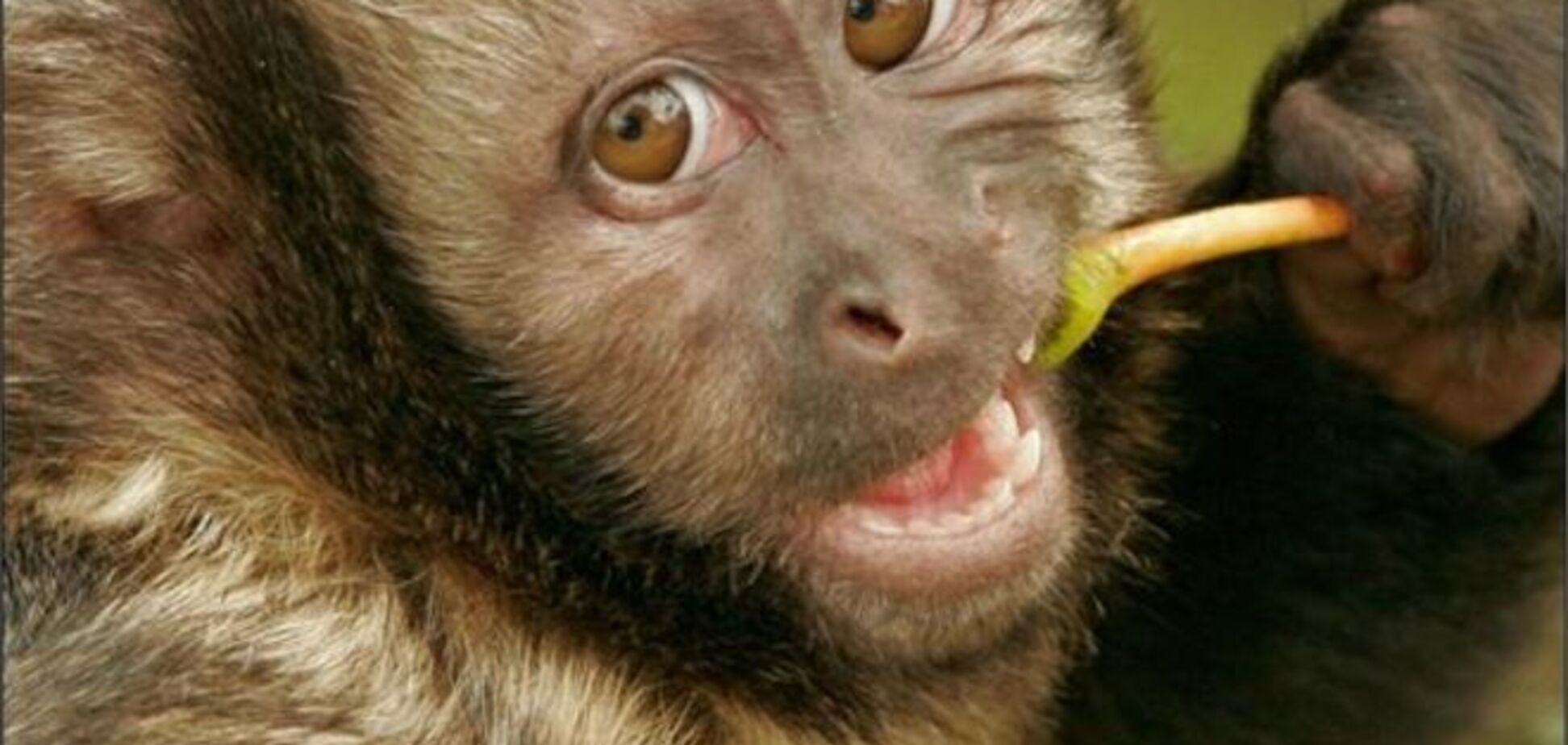 Обезьян, захвативших самолет в 'Борисполе', упрятали за решетку