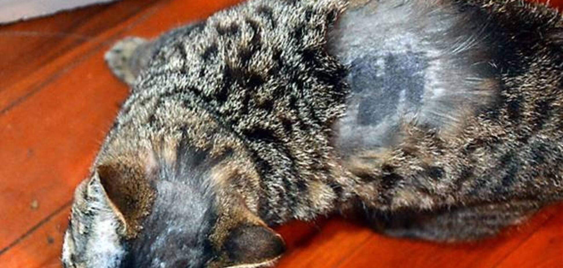 Хулігани відрізали коту вуса і намалювали на ньому свастику