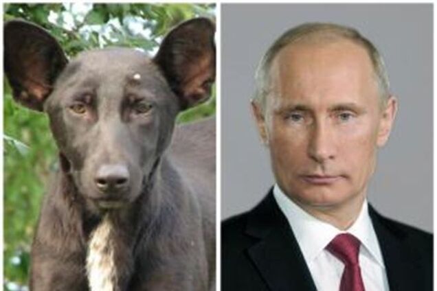 Автор фото собаки, похожей на Путина, рассказал правду о животном